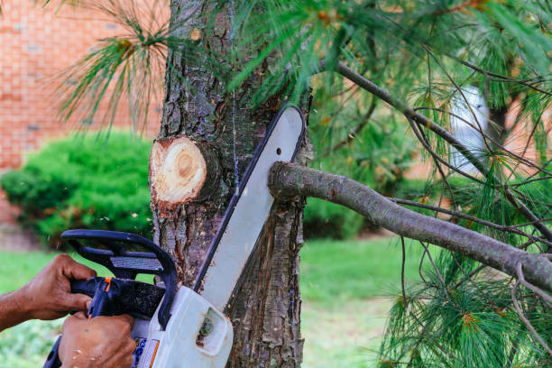 Best Tree Risk Assessment  in Monee, IL